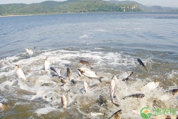 泰庞海鲢鱼常见疾病及防治：泰庞海鲢鱼常见疾病及其防治方法 其他宠物 第2张