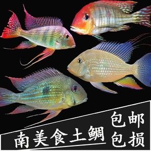 龙鱼突然不吃泥鳅了什么原因造成的：为什么龙鱼突然不吃泥鳅？ 水族问答 第2张