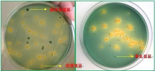 如何检测养殖水体中的霍乱弧菌：养殖水体中的霍乱弧菌（v.cholerae） 其他宠物 第2张