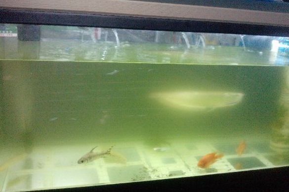 水族论坛内容真实性判断：如何判断水族论坛内容的真实性 其他宠物 第1张