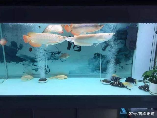 龙鱼突然不吃饲料了什么原因引起的：为什么龙鱼突然不吃饲料了？ 水族问答 第1张