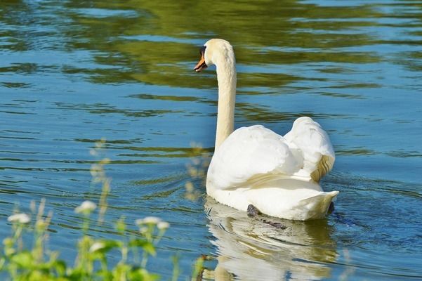 龙鱼突然不进食了怎么办：龙鱼不吃东西怎么办？ 水族问答 第2张