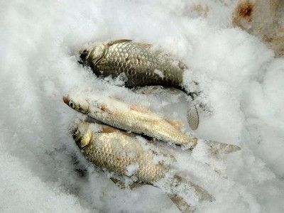 雪天钓鲫鱼最佳时段：雪天钓鲫鱼的最佳时段主要集中在以下几个方面 其他宠物 第5张