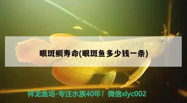 眼斑鲷繁殖缸适宜水温：眼斑鲷繁殖缸水温管理，眼斑鲷繁殖缸空间布局,眼斑鲷繁殖攻击性控制 其他宠物 第3张