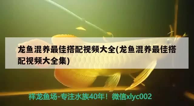 三间鼠鱼苗活饵投喂注意事项：三间鼠鱼苗混养注意事项 其他宠物 第2张