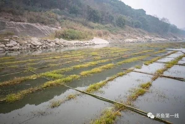 鱼类繁殖管理的最佳实践：鱼类繁殖管理最优实践 其他宠物 第5张