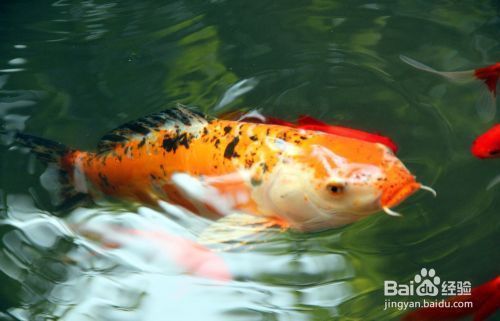 红白锦鲤饲料的选购误区：红白锦鲤饲料挑选误区 其他宠物 第5张