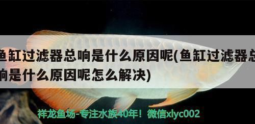 龙鱼突然厌食死亡原因：龙鱼厌食死亡的多重潜在原因 水族问答 第1张