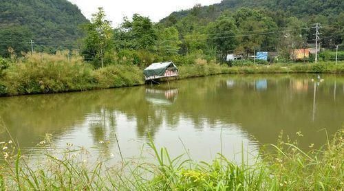 羽毛刀鱼苗氨氮超标处理：羽毛刀鱼苗氨氮超标处理方案探讨羽毛刀鱼苗氨氮超标处理方案 其他宠物 第2张