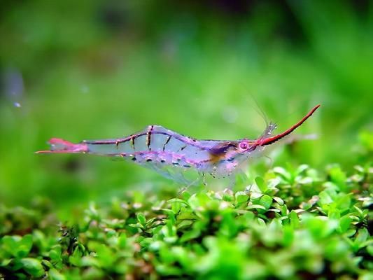 如何养护水族箱中的水草：养护水草的全面指南 其他宠物 第4张