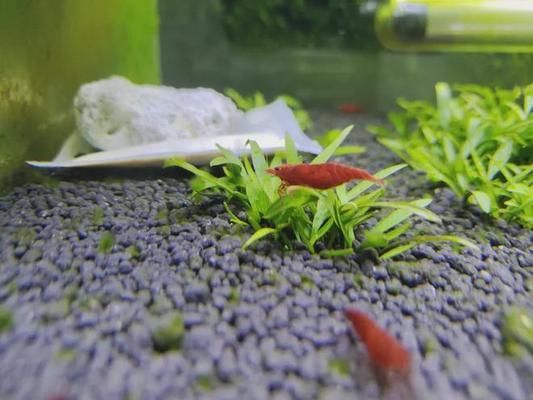 如何养护水族箱中的水草：养护水草的全面指南 其他宠物 第5张