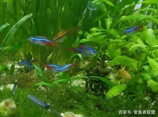 水族箱光照时间如何安排：水族箱中光照时间的安排 其他宠物 第3张