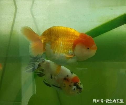 水族箱光照时间如何安排：水族箱中光照时间的安排 其他宠物 第4张