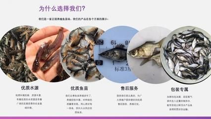 蝴蝶鲤鱼苗饲料营养成分分析：蝴蝶鲤的饲料选择 其他宠物 第2张