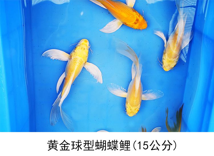 蝴蝶鲤鱼苗饲料营养成分分析：蝴蝶鲤的饲料选择 其他宠物 第4张