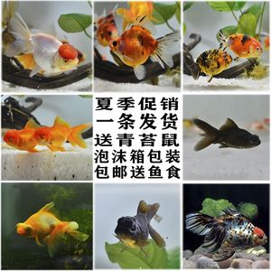 三间鼠鱼苗疾病预防方法：三间鼠鱼苗常见病害及症状三间鼠鱼苗饲料选择指南 其他宠物 第5张