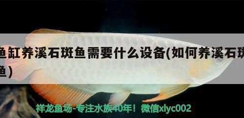 三间鼠鱼繁殖饵料消毒方法：繁殖三间鼠鱼的饵料消毒方法 其他宠物 第6张