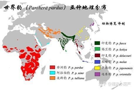 湿地恢复对肺鱼繁殖的影响：湿地恢复对肺鱼繁殖产生积极影响 其他宠物 第4张