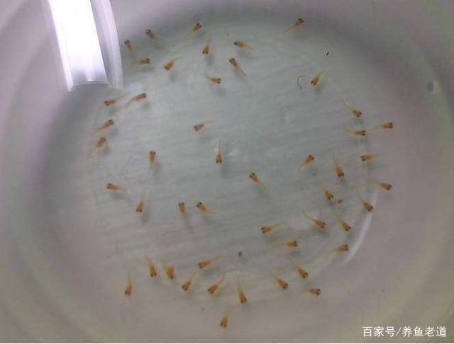 鱼苗饱食后的活动规律：如何判断鱼苗饱食后的生活习性 其他宠物 第4张