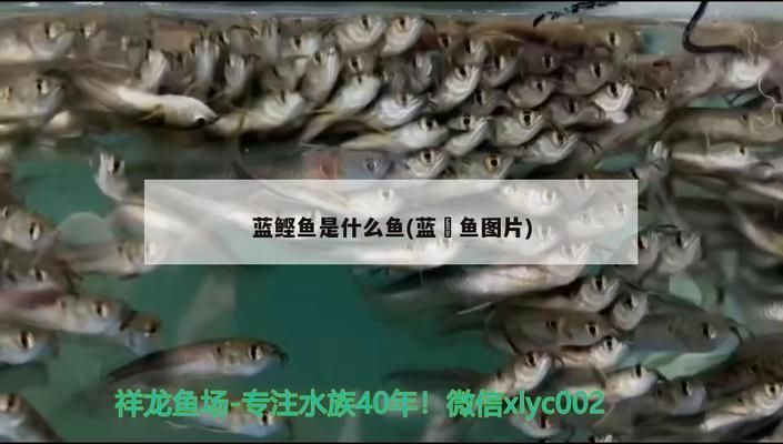 七纹巨鲤鱼营养价值分析：七纹巨鲤鱼的营养价值 其他宠物 第3张