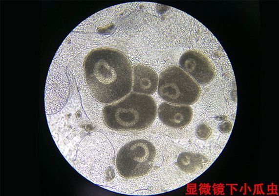 三间鼠鱼白点病治疗方法：三间鼠鱼白点病怎么治疗 其他宠物 第4张