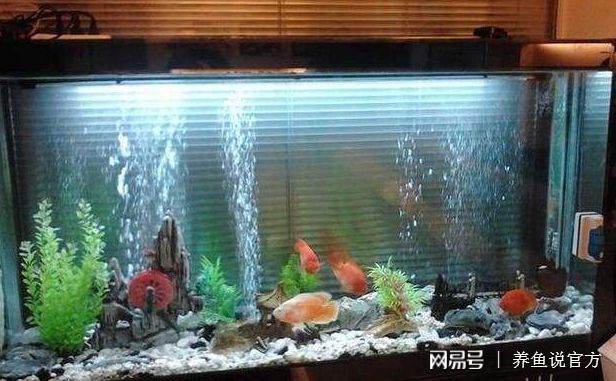 水族箱换水的最佳时间：水族箱换水最佳时间 其他宠物 第1张