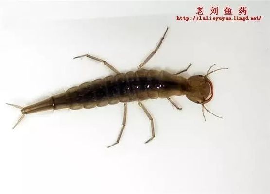 水生昆虫幼体安全性评估：关于水生昆虫幼体的安全性评估 其他宠物 第1张