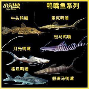 龙鱼吞了异物怎么办：龙鱼吞下了异物怎么办 水族问答 第2张