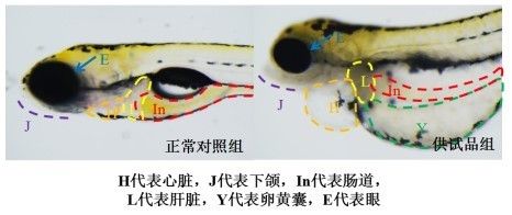 化学品对斑马鱼的毒性研究：斑马鱼模型在化学品对基因的毒性研究中发挥着重要作用 其他宠物 第2张