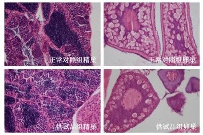 化学品对斑马鱼的毒性研究：斑马鱼模型在化学品对基因的毒性研究中发挥着重要作用 其他宠物 第3张