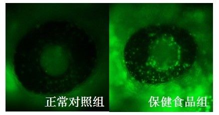 化学品对斑马鱼的毒性研究：斑马鱼模型在化学品对基因的毒性研究中发挥着重要作用 其他宠物 第5张