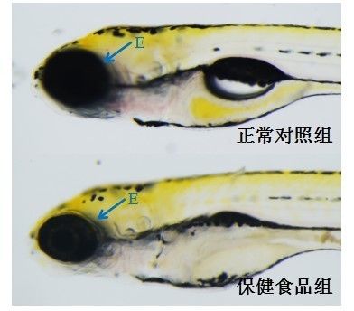 化学品对斑马鱼的毒性研究：斑马鱼模型在化学品对基因的毒性研究中发挥着重要作用 其他宠物 第4张