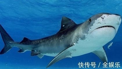 龙鱼拖便怎么处理干净：如何处理龙鱼拖便问题 水族问答 第5张