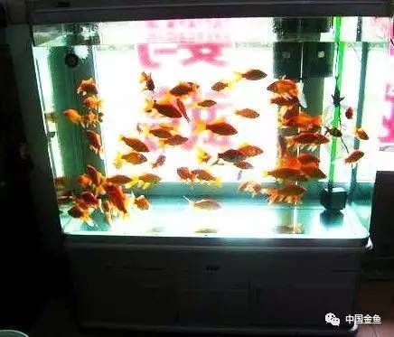 夏季水族箱降温技巧：夏季水族箱如何降温 其他宠物 第1张