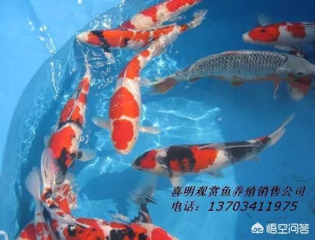 锦鲤鱼繁殖后亲鱼护理：锦鲤繁殖后亲鱼的护理 其他宠物 第3张