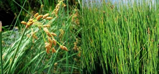 水葱与其他水生植物比较：水葱与其他水生植物在生态系统中具有重要的生态价值 其他宠物 第5张