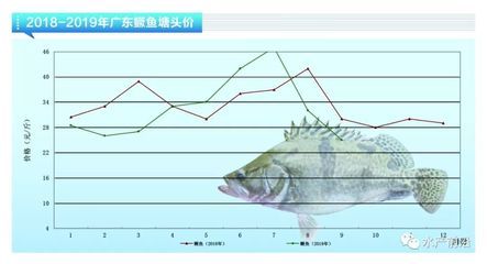 鳜鱼养殖成本构成详解：鳜鱼养殖成本主要包括哪些方面 其他宠物 第5张