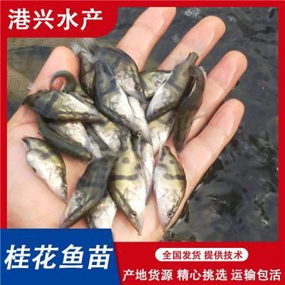 塘鲺鱼苗运输防逃技术方法：塘鲺鱼苗运输成本控制策略, 其他宠物 第5张