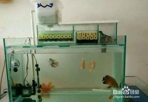 水族箱过滤系统选择：水族箱过滤系统如何选择 其他宠物 第5张