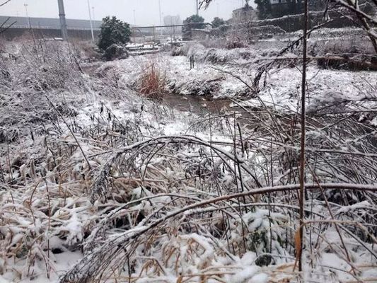 雪鲫鱼繁殖水温波动影响：雪鲫鱼繁殖水温波动对鱼类繁殖有影响吗，鲫鱼繁殖期如何控温 其他宠物 第6张