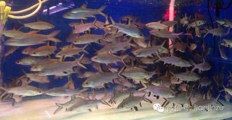 天津水族批发市场营业时间：天津水族批发市场 其他宠物 第2张