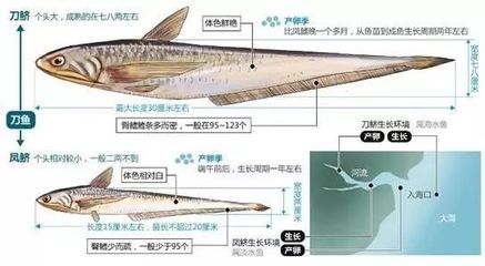 亚马逊河鱼类迁徙模式探究：亚马逊河鱼类迁徙对生态影响 其他宠物 第1张