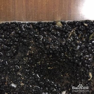 混养环境中水草种植技巧：在混养环境中水草种植技巧是关键 其他宠物 第5张