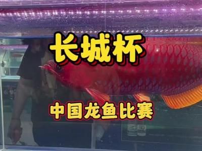 龙鱼维他命多久加一次：龙鱼维他命多久加一次？ 水族问答 第1张