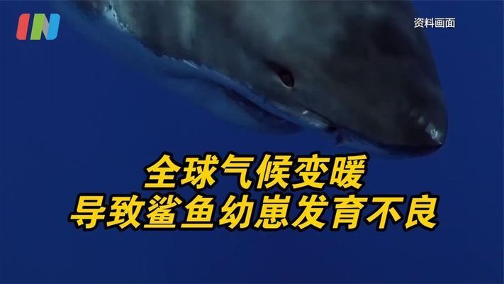 鲨鱼胚胎发育的温度要求：全球海洋变暖对鲨鱼胚胎发育的影响对鲨鱼胚胎发育有影响 其他宠物 第2张