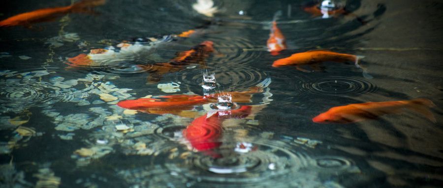 海象鱼塘水质检测方法：海象鱼塘水质检测仪器选购指南鱼塘常见病害预防措施 其他宠物 第2张