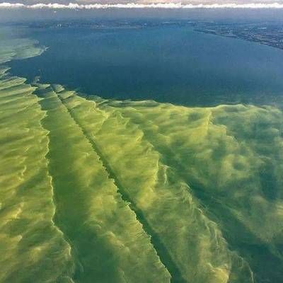 海洋酸化对其他海洋生物的影响：海洋酸化对于海洋生物的影响 其他宠物 第1张