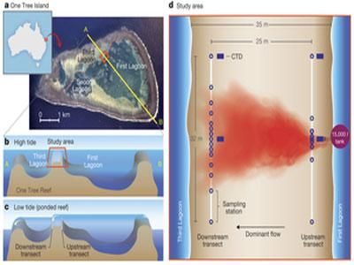 海洋酸化对其他海洋生物的影响：海洋酸化对于海洋生物的影响 其他宠物 第4张