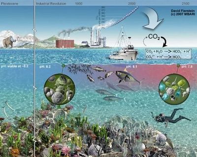 海洋酸化对其他海洋生物的影响：海洋酸化对于海洋生物的影响 其他宠物 第5张