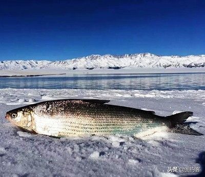 伊巴卡鱼最佳水温控制：伊巴卡鱼最佳水温控制应在24-28℃之间 其他宠物 第1张